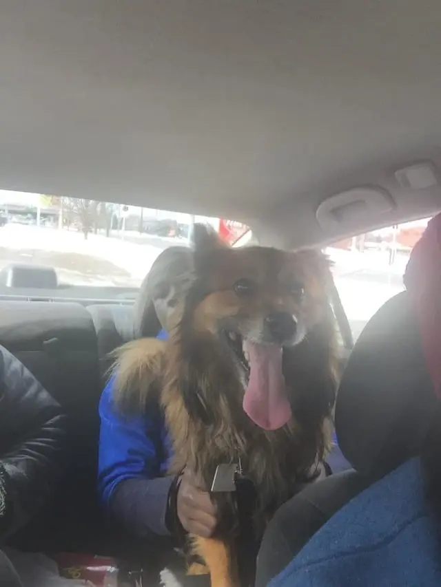 Heartbroken Owner Battles to Reclaim Longtime Service Dog After Shelter Adoption
