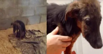 Owner Takes Puppy to Euthanasia for „Not Playing,” Rescuers Intervene in Cape Town