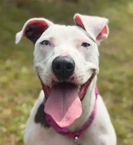 Pancake the Deaf Dog Seeks Forever Home in St. Augustine