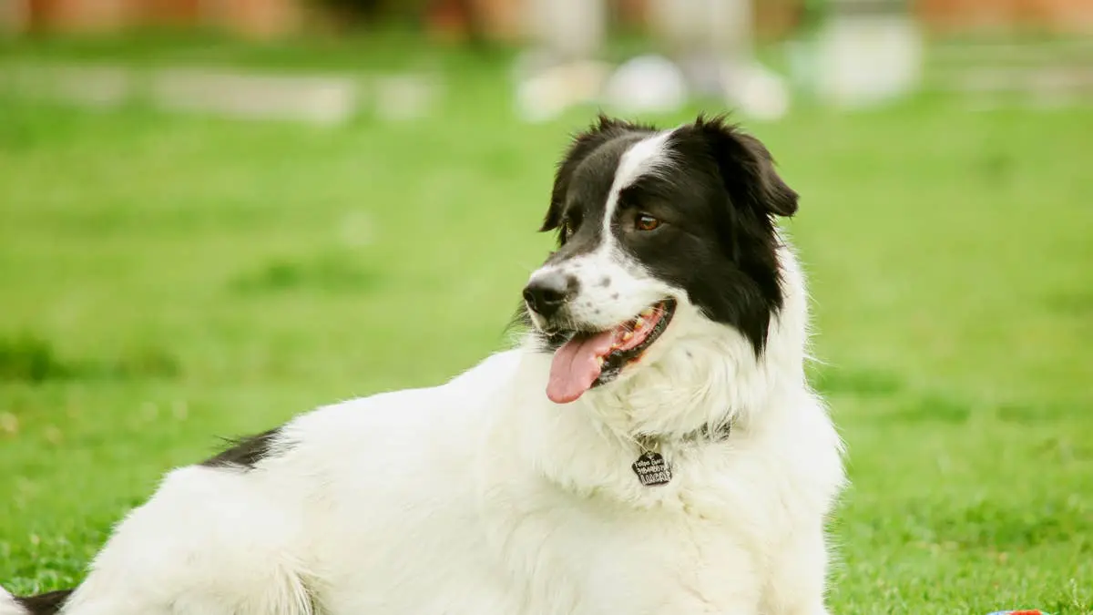 Paralyzed Dog’s Joyful Dash to the Lake Captures Hearts Online