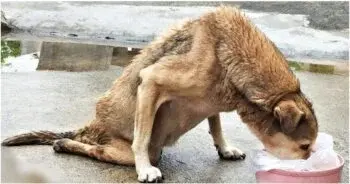 Stray With Paralysis Slithered To Food When Woman Saw Him Suffering Alone