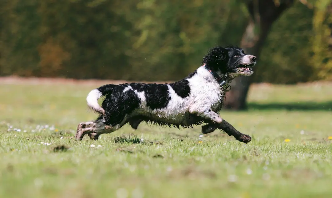When to Spay or Neuter a Springador: What the Parent-Breed Data Suggests
