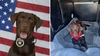 Park City Police Dog Returns Home Following Dramatic Overpass Rescue