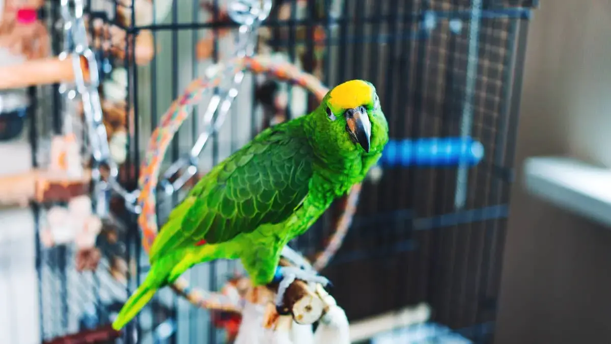 Parrot Holds Tiny Saxophone, Ready for First Gig