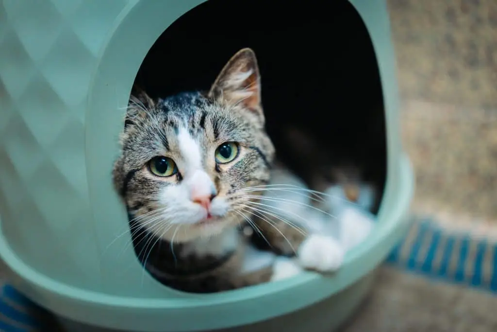 Pet Obesity: A Growing Crisis for Canadian Cats