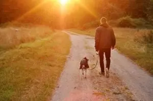 Canines Win Over Crowds in New Pet Owner Survey