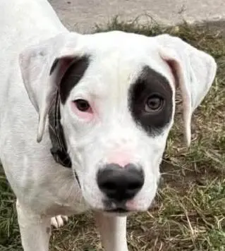 Phantom the Deaf Bully Mix Puppy Seeks Forever Home in South Carolina