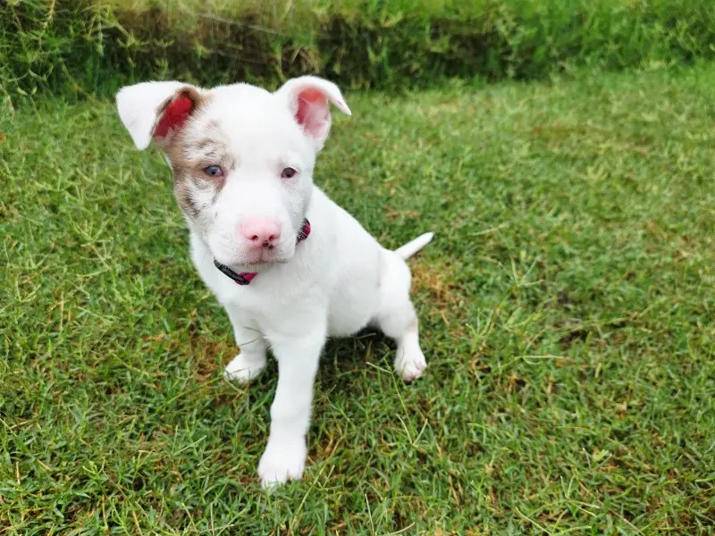 Phoenix: A Deaf‑Vision Impaired Puppy Seeking a Loving Home