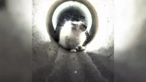 Pipe Robot Rescues Trapped Kitten From Storm Drain In Utah