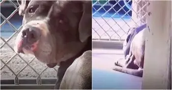 Man Adopts Pit Bull but Can't Stop Thinking About the Dog He Left Behind