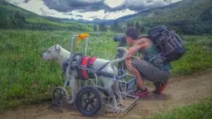 Dog in a Wheelchair Travels Across America with Photographer Owner