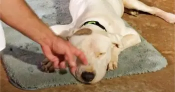 A Pit Bull Given Days to Live Defies the Odds Through Last-Ditch Care