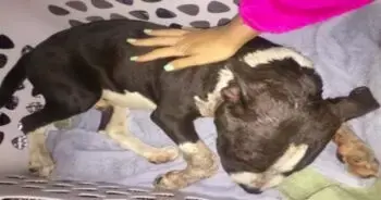 Pit Bull Puppy Survives Near‑Fatal Attack Outside Home