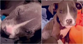 Reborn in a Park: A Pit Bull’s Journey from Abandonment to Adoptee