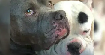 Pit Bull Reunites with Little Brother, Honors Deceased Dad Through Song