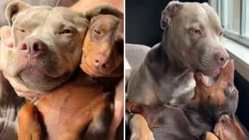 Pit Bull Rhubarb and Tiny Dachshund Puppy Plum: The Unexpected Friendship That Surprised Everyone