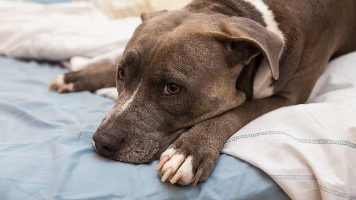 Pit Bull’s „No Second Dinner” Moment Goes Viral, Fans Say He Looks Ready to Cry
