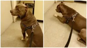 Pit Bull’s Vocal Protest at the Veterinary Clinic Goes Viral