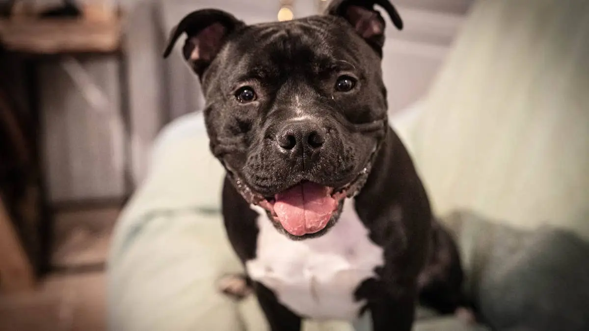 A Pit‑Bull’s Second Chance: How a Driver’s Quick Decision Saved a Shelter Dog