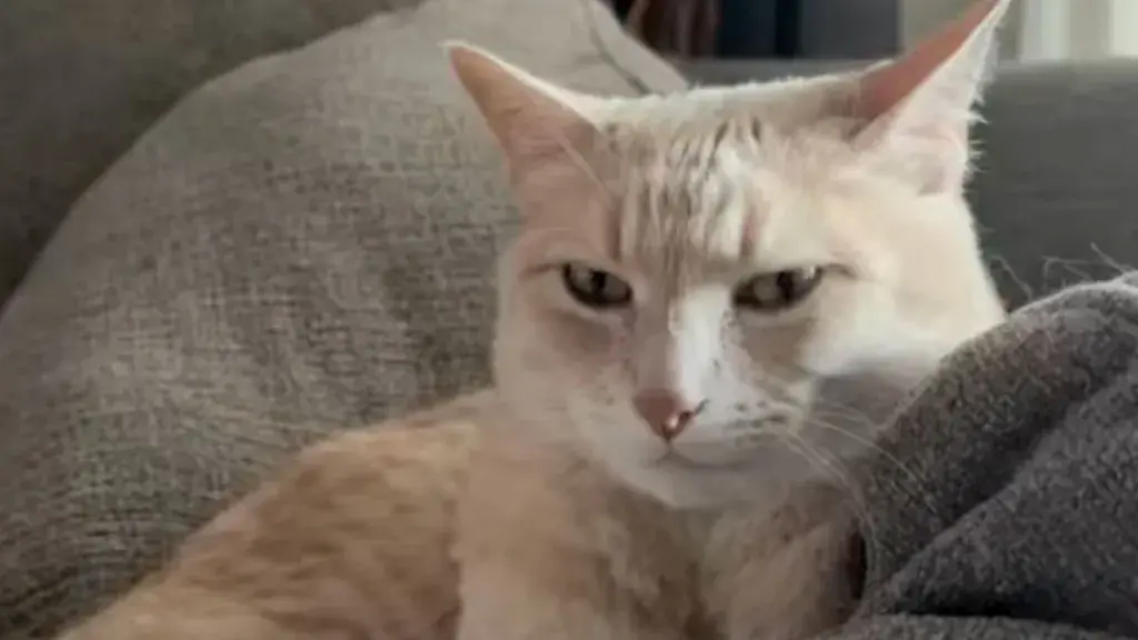 Cat’s Biggest Annoyance This Week Is His Human’s Unwanted Attempts at Affection