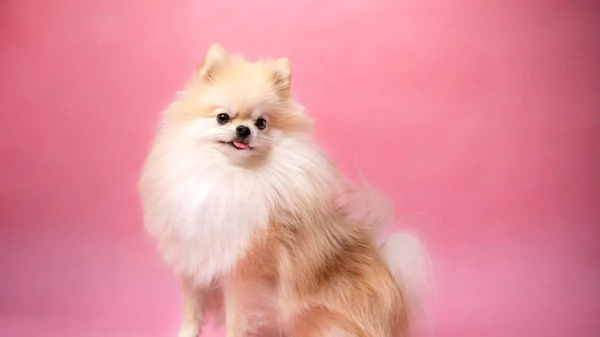 Pomeranian Keanu Hides in His Support Bag on First Day at the Office