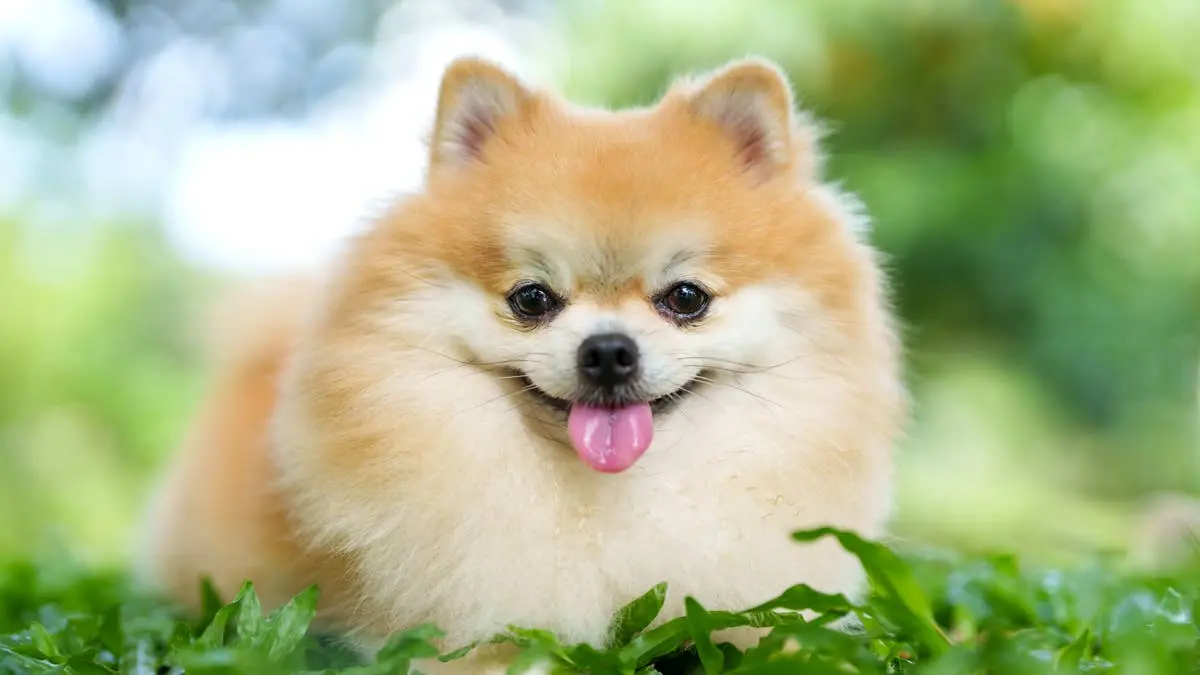 Pomeranian’s Joyful Reunion With Security Guard Goes Viral