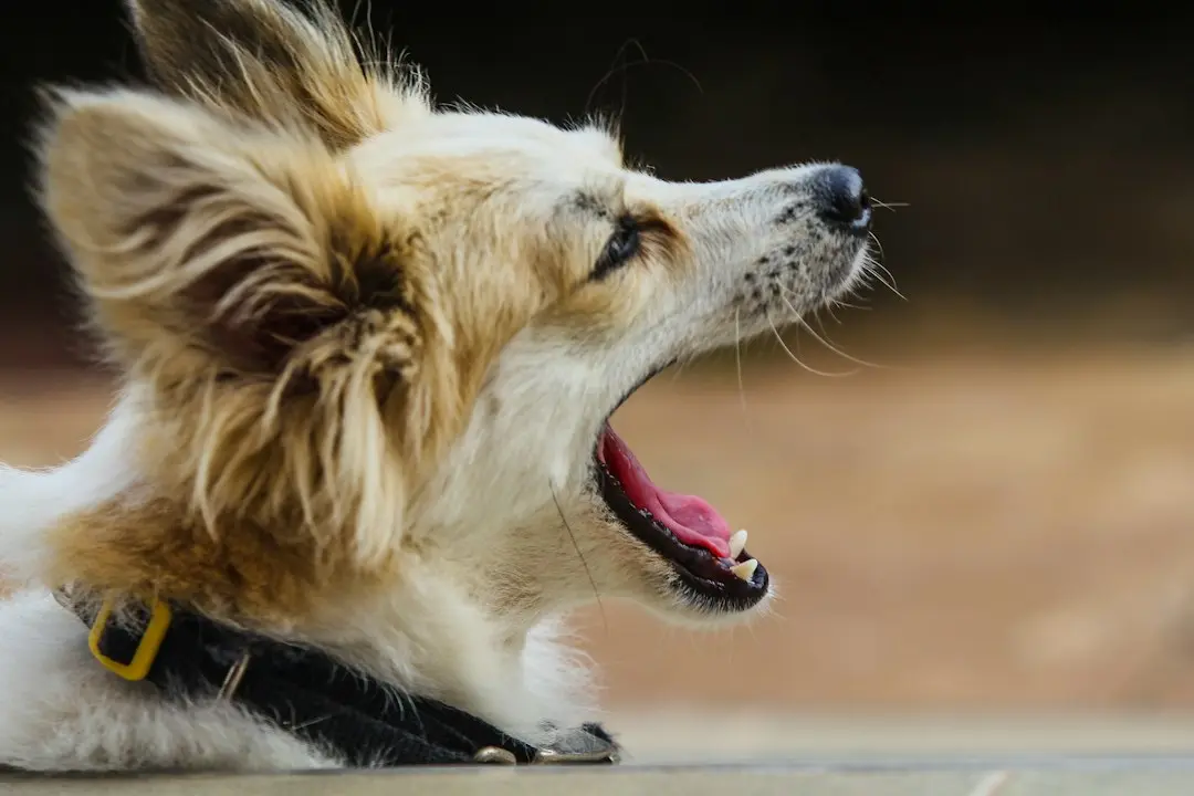 Protecting Canine Hearing From Modern Noise Hazards