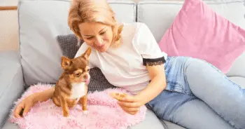 Protecting Your Living Room Furniture From Pets