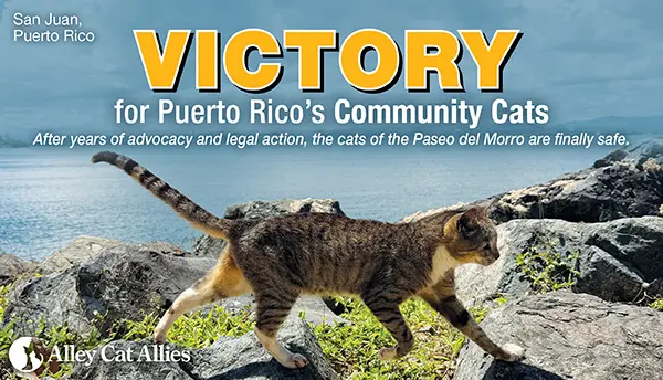 Puerto Rico’s Community Cats Win Major Protection Victory