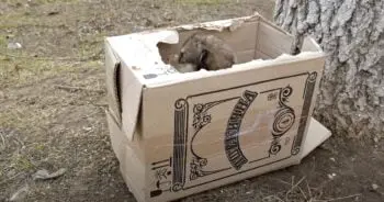 Box Found on the Side of the Road Holds a Bundle of Puppies