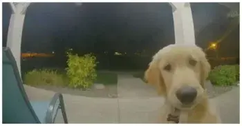 Puppy Dashes Out, Rings Doorbell, and Hurries Home in Spokane