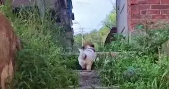 Puppy Leads Animal Rescuers to Abandoned Building to Save Hidden Companions