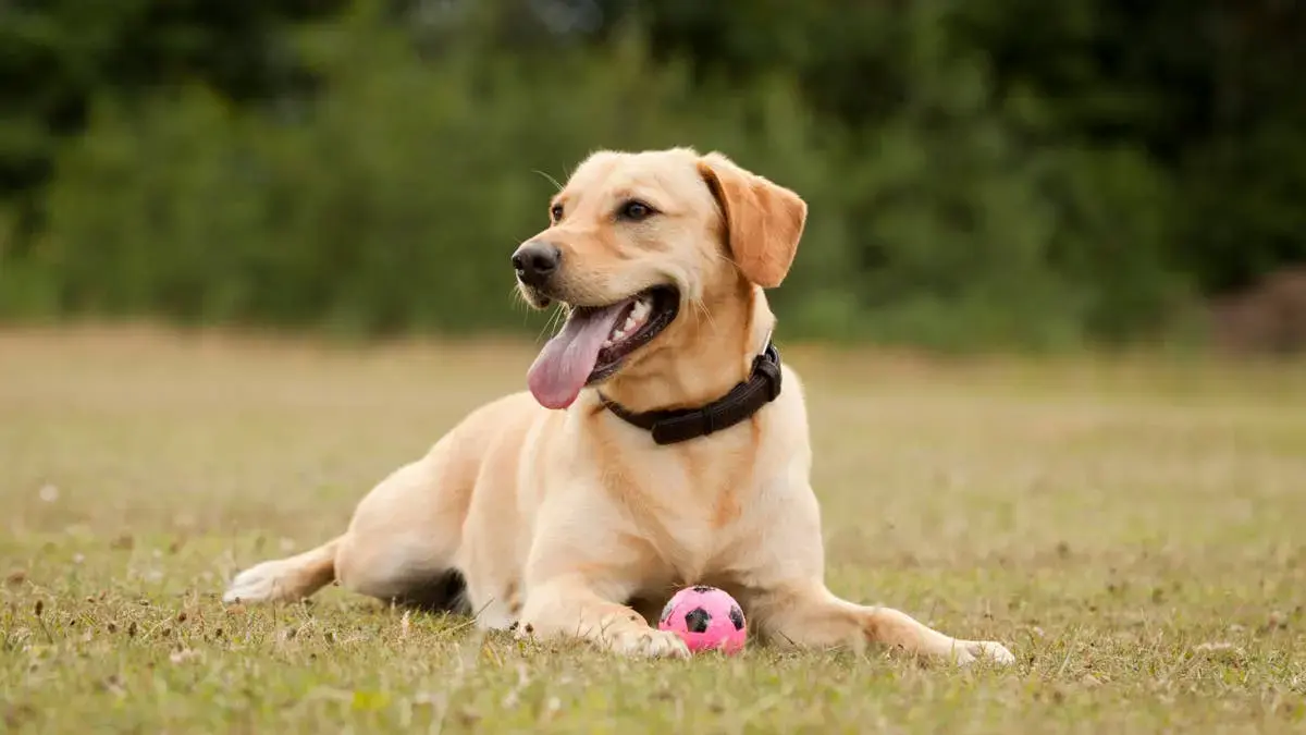 Puppy Sitting Still Becomes Viral Dance Sensation Through Clever Camera Tricks