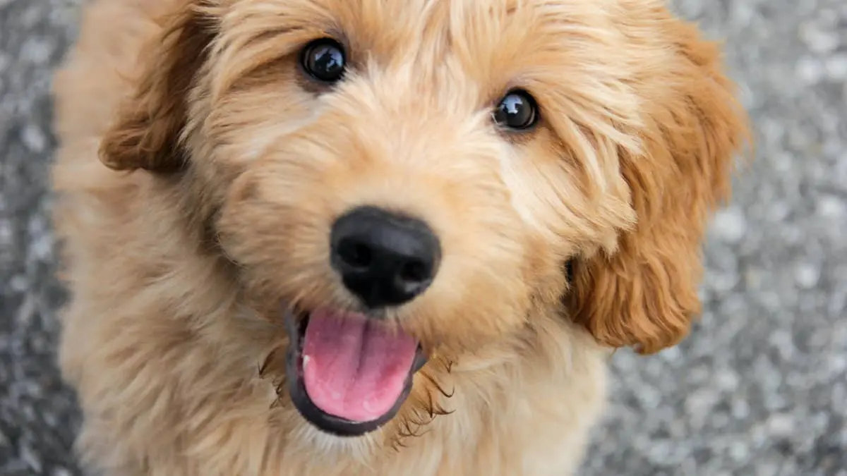 Puppy Turns Kids’ Ball Pit Into Personal Playground, Delights Mom