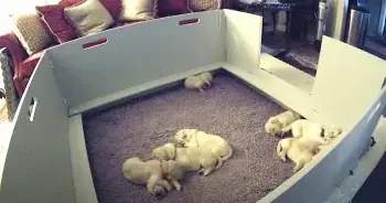 Puppy Wakes Up and Can’t Find Mama, But She Comes Over to Make It All Better