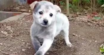 Puppy with Limp Finds New Home After Years on the Streets