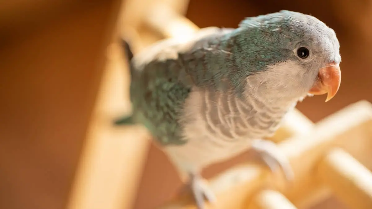 Quaker Parrot Sings in Viral Duet With Mother