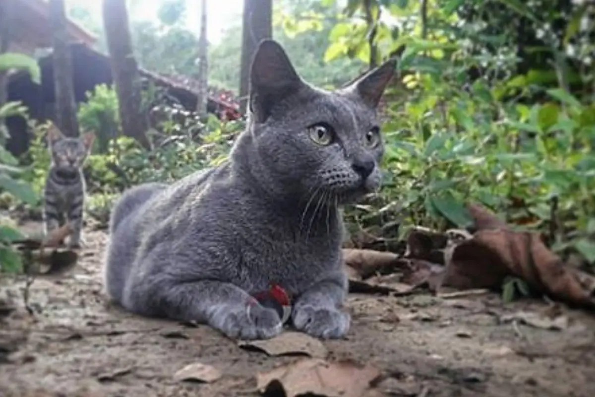The Mysterious Felines of Raas Island