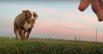Radio DJ Commutes Daily to Earn Trust of Feral Pit Bull