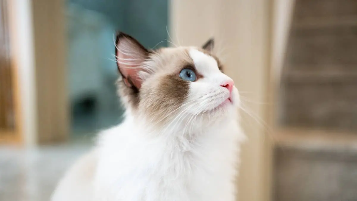 Ragdoll Cats Steal the Spotlight at New York Halloween Dog Parade