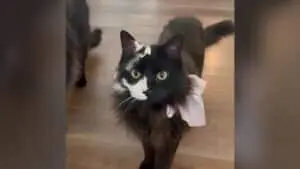 The Magical Black Cat Turning White