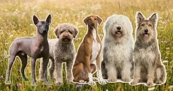Rare Canine Gems: 15 Breeds That Escape the Spotlight
