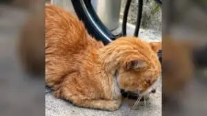 Reborn Feline: Arthur's Journey From Backyard Despair to Health