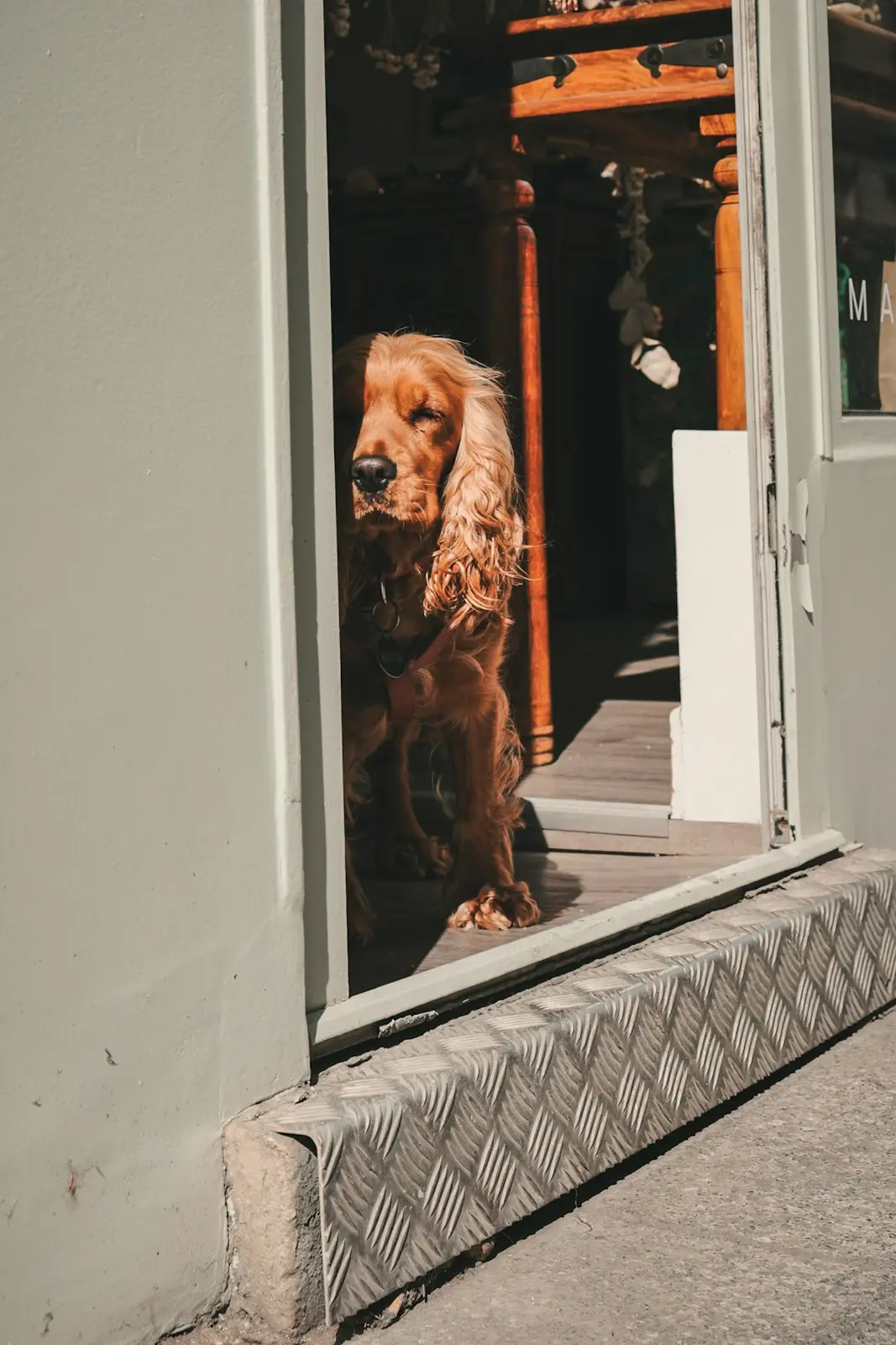 Rebuilding a Dog's Confidence After Fireworks