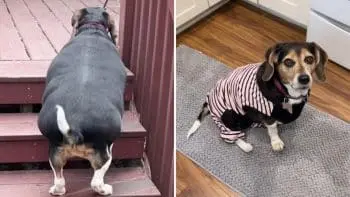 Rescue Beagle Lost 40 Pounds After Foster Parents Adopted Her
