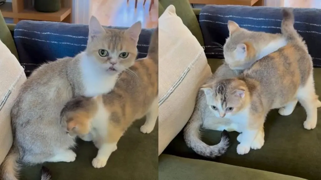 Rescue Cats Share Unbreakable Bond While Awaiting Adoption