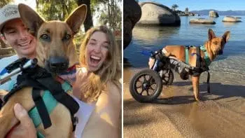 Rescue Dog Birdie Finds Forever Home After Beach Racing Journey