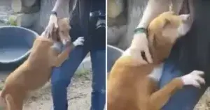 Rescue Dog Hugs News Reporter Until He Adopts Her