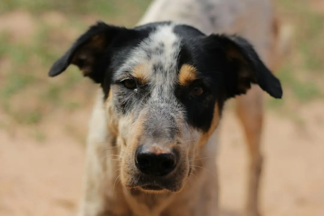 Rescue Dog Lucy Still Seeking Family After Adoption Meeting Falls Short