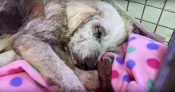 Rescue Dog Molly Finds Peace After Brutal Past